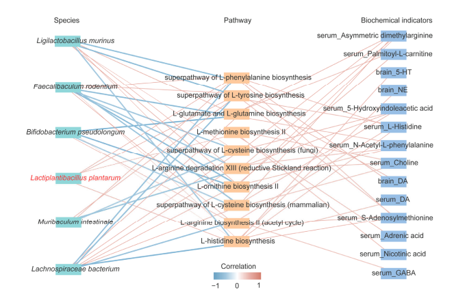 图片展示了Lactiplantibacillus plantarum等菌株与血清、脑内生物化学指标的关联网络。左侧为菌株名称，中间是相关代谢途径，右侧是生物化学指标。如Lactiplantibacillus plantarum与L-苯丙氨酸生物合成途径相关，该途径与血清中5-羟色胺、脑内多巴胺等指标呈正相关。图中还用不同颜色线条表示不同相关性，蓝色线条为负相关，红色线条为正相关，蓝色色块代表相关性数值范围。此图与上下文内容紧密相关，直观呈现了菌群变化与代谢、行为的关联。