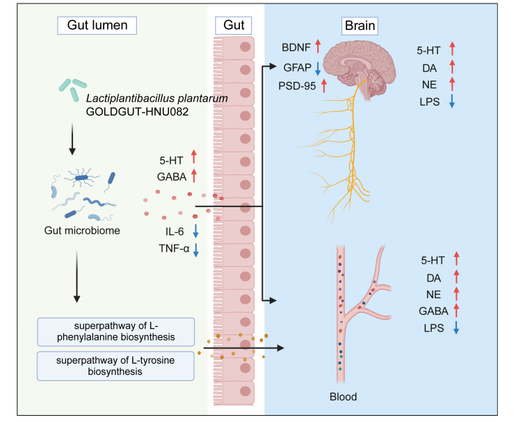 图片展示了Lactiplantibacillus plantarum GOLDGUT-HNU082通过菌群-代谢-行为链路发挥抗抑郁作用的机制。左侧为肠道，Lp082菌株与肠道微生物相互作用，影响L -苯丙氨酸和L -酪氨酸生物合成通路，进而影响血清中5 -HT、GABA等神经递质水平。右侧为大脑，血清中5 -HT、DA、NE等神经递质水平变化，与大脑中BDNF、GFAP、PSD -95等指标相关，还涉及IL -6、TNF -α等炎症因子。该图与上下文紧密相关，直观呈现了Lp082抗抑郁作用的完整机制链条。